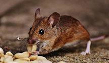 24 Hour & Emergency Exterminators in Fruit Hill, SC